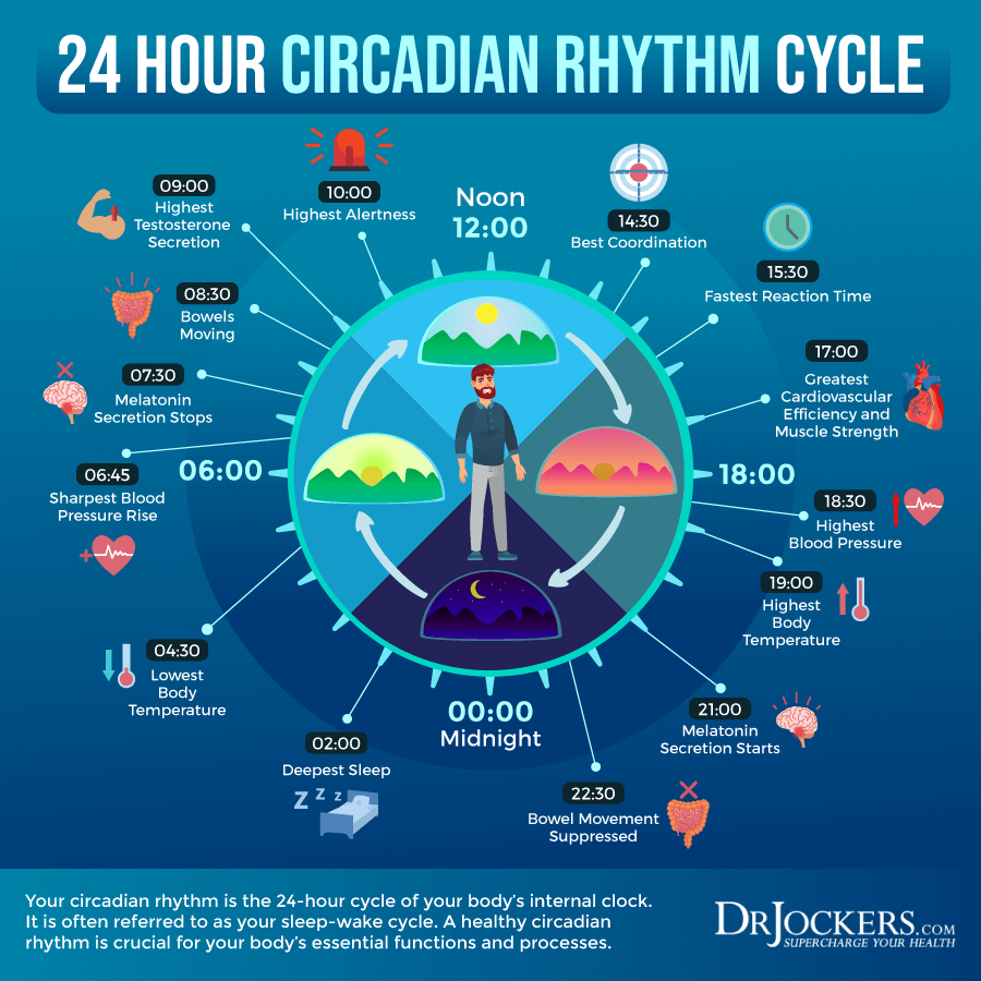 Cycle circadien simplifié