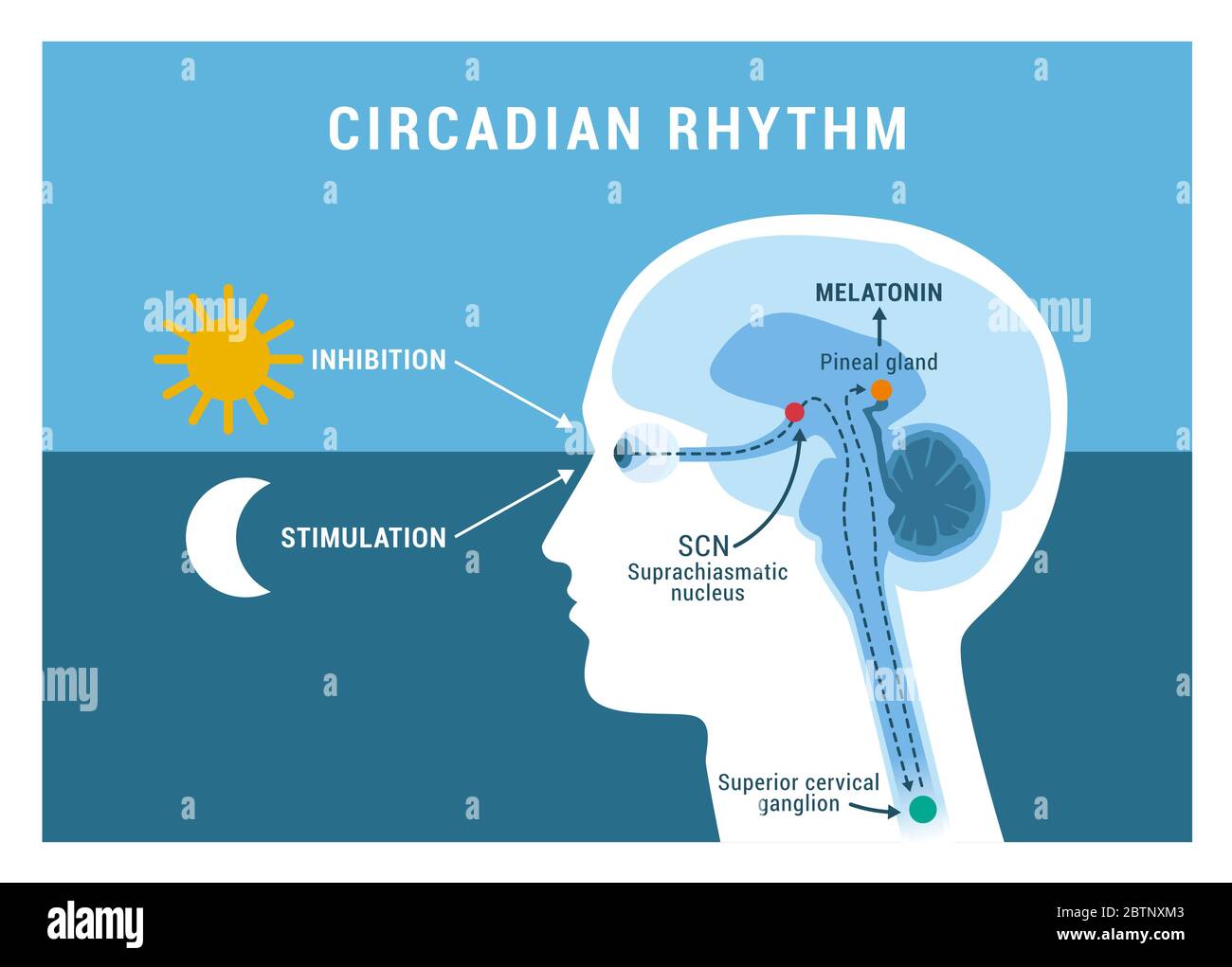 Schéma illustrant le cycle circadien humain et la production de mélatonine.